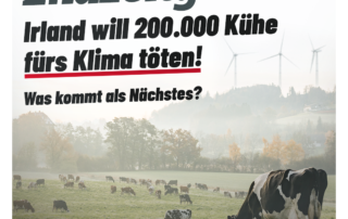 Wahnsinn: Irland will 200.000 Kühe fürs Klima töten!